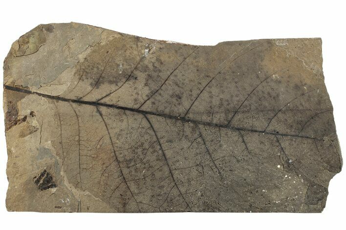 Fossil Leaf (Fagus) - McAbee, BC #226122